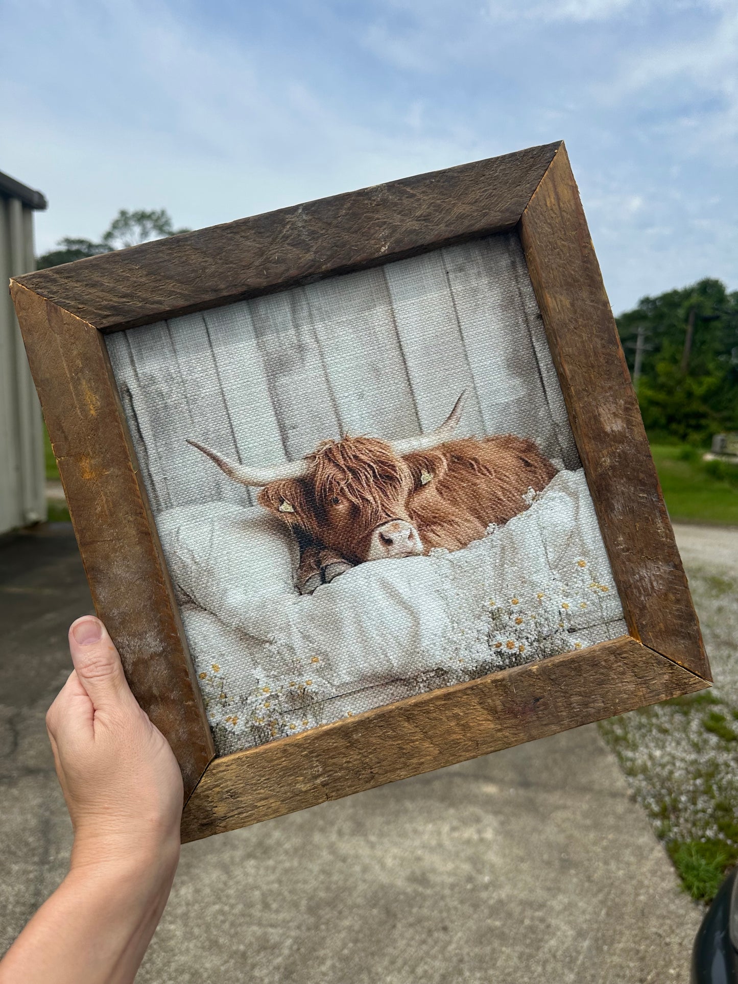 Highland Daisy Framed Art 36x36 or 42x42